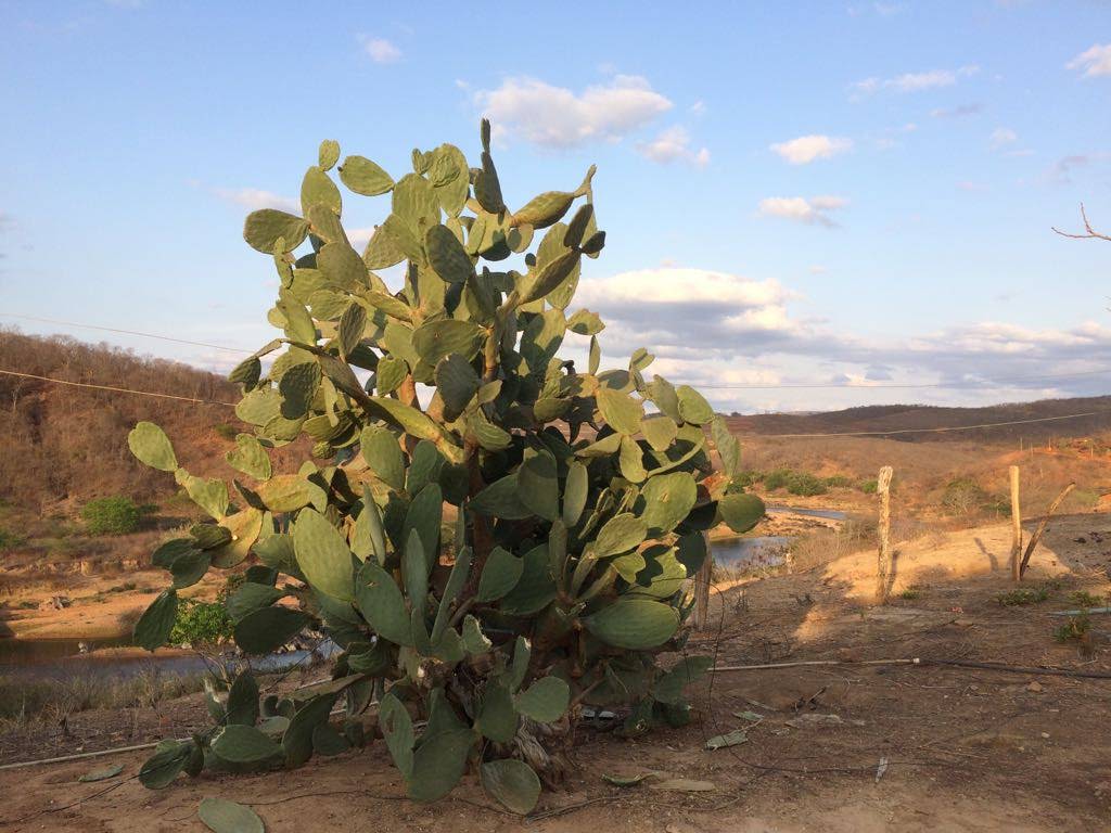 Um pouquinho mais dos caminhos e cores do Macuco e do nossa mata de transição entre cerrado e caatinga - foto arquivo pessoal de Belisa Andrade