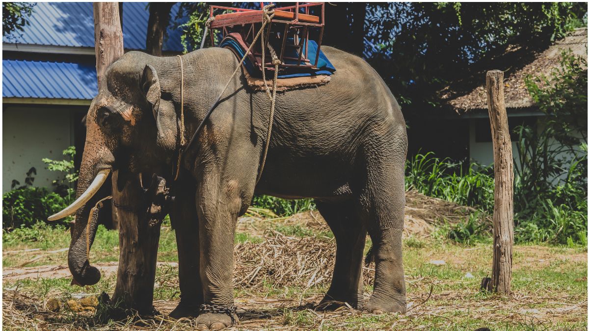 EXPLORAÇÃO DE ANIMAIS, ATÉ QUANDO VALE NO TURISMO?